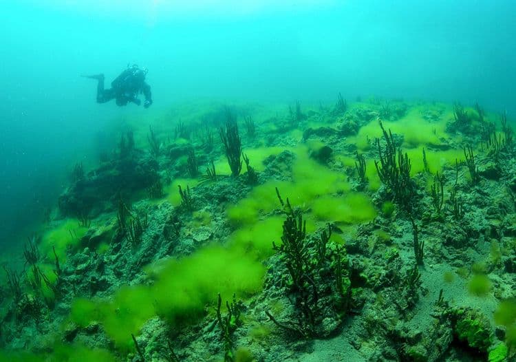 ७. बैकाल करोडो वर्ष जुने असल्याने या जागी विलक्षण जैवविविधता आढळून येते. प्राण्यांच्या जवळजवळ ७०० वेगवेगळ्या प्रजाती या भागात आढळतात. शिवाय अनेक दुर्मिळ वनस्पतीचं बैकाल सरोवर घर आहे.