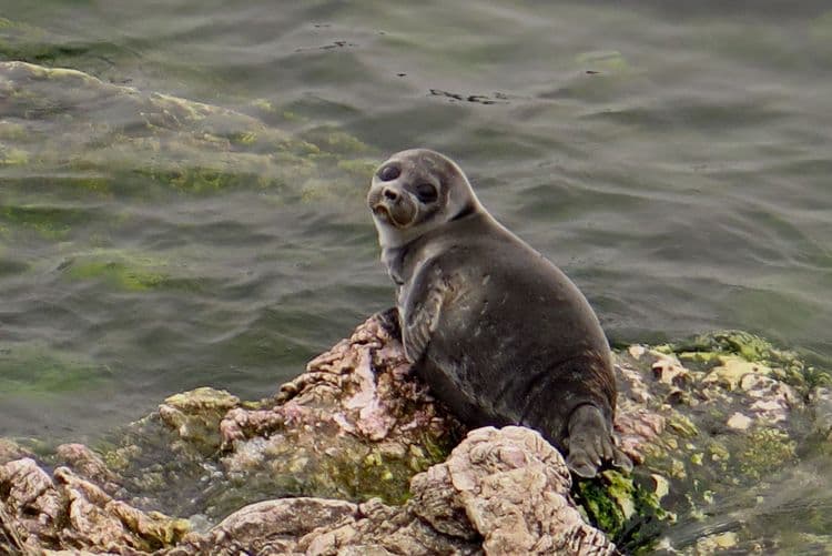 ८. जगातील गोड्या पाण्यात राहणारा एकमेव सील प्राणी बैकाल मध्ये आढळतो. 
