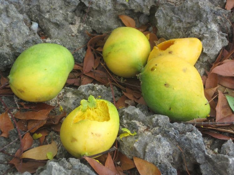 १. झाडांवरून पडलेली फळे खाऊ नका. ही फळे पक्षांनी खाल्लेली असू शकतात. त्याचबरोबर अर्धवट खाल्लेली फळे खाऊ नका.