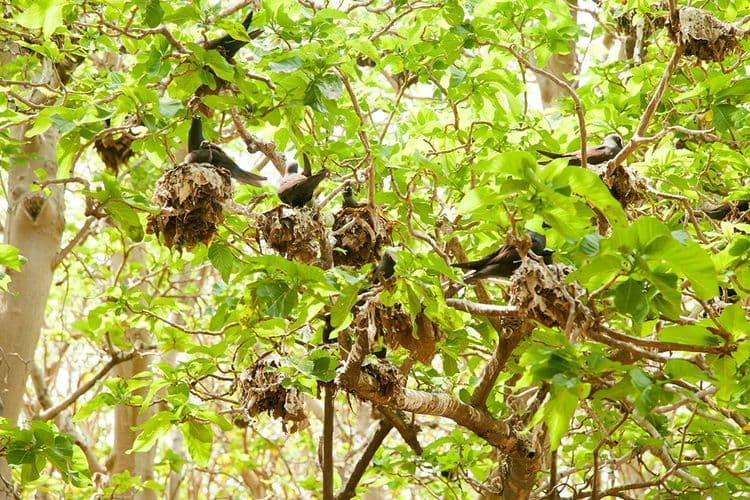 पक्ष्यांचा खून करणारे हे झाड तुम्हाला माहीत आहे का??