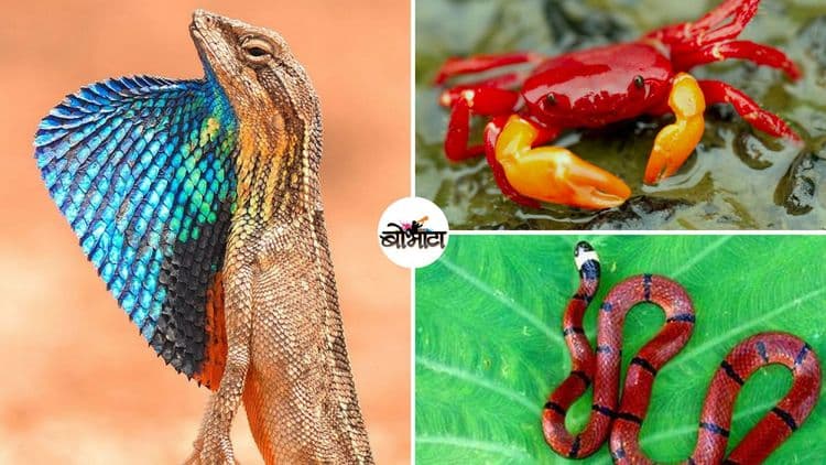 फक्त पावसाळ्यात दर्शन देणारे ११ भारतीय प्राणी !!