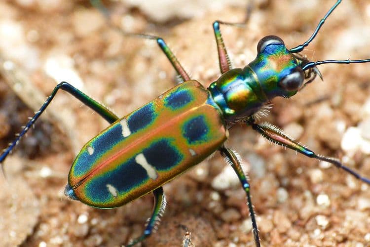 ११. टायगर बीटल