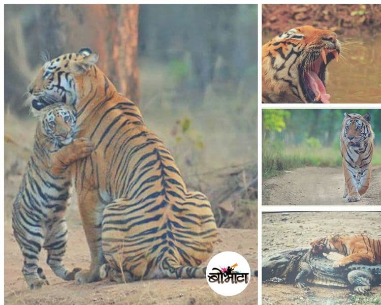 आंतरराष्ट्रीय व्याघ्र दिन : हे आहेत भारतातले सेलिब्रिटी वाघ.  यातले तुम्ही किती पाहिलेत?