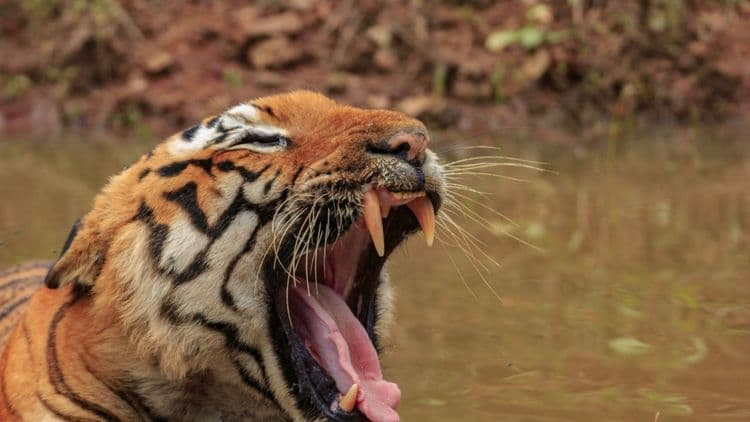 प्रिन्स- बंदिपूर नॅशनल पार्क 