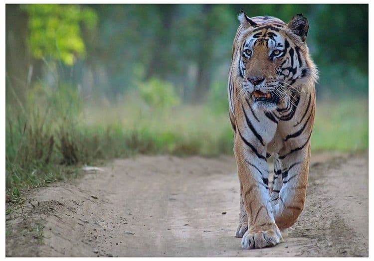 मुन्ना- कान्हा नॅशनल पार्क