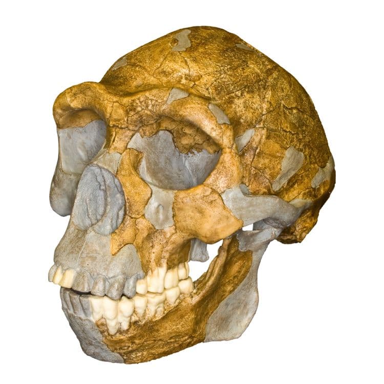 8. पेकिंग मॅन