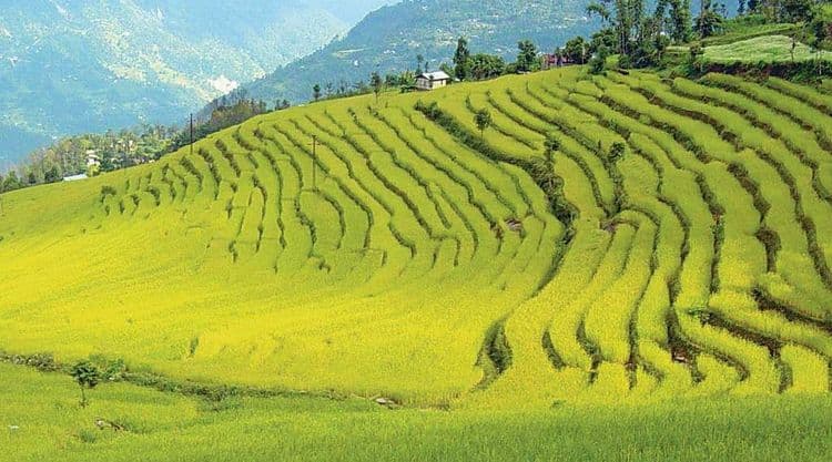 अशी केली जाते सिक्कीममध्ये शेती-