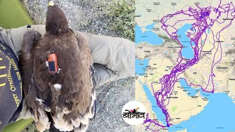 रशिया ते पाकिस्तान, एक गरुड आयुष्यभरात नक्की किती प्रवास करु शकतो?  वाचा इथे !!