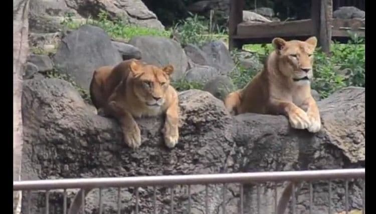 जपानच्या झुमधले सिंह असे विचित्र चेहरे करून का बसलेत?? व्हिडिओ पाहून घ्या!!