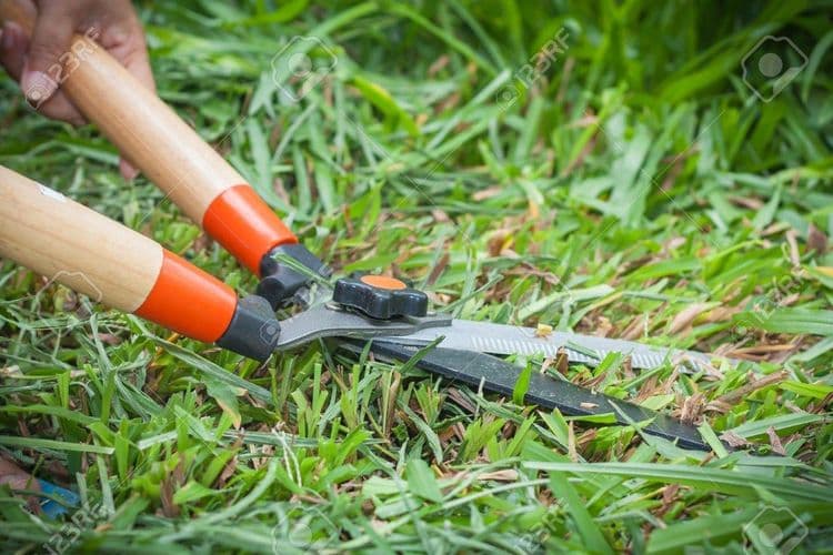 तर आज जाणून घेऊयात गवत कापलं जाताना येणाऱ्या सुगंधाचं रहस्य काय आहे....