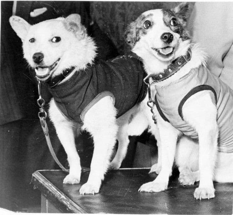 ५ आणि ६. बेल्का आणि स्ट्रेल्का 