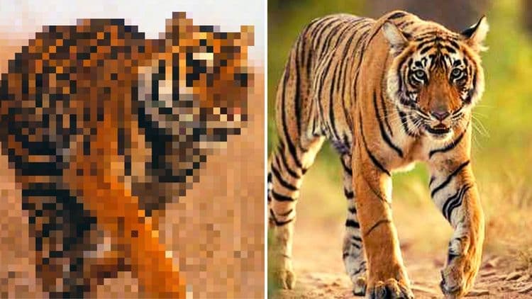 फोटोतल्या पिक्सेल्स इतकी त्या प्राण्याची संख्या आहे....काय आहे ही भन्नाट कल्पना?