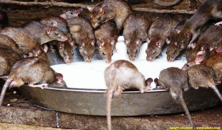 १३. उंदरांचं मंदिर