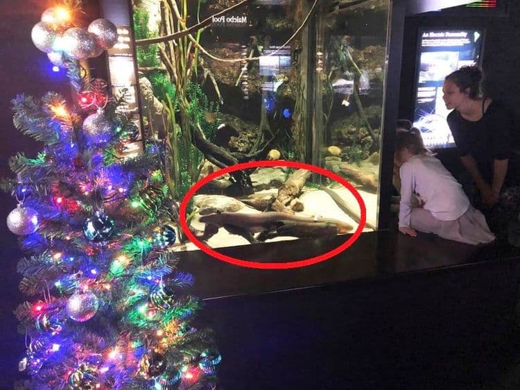 या माशाचा वापर चक्क वीज  तयार करण्यासाठी होतोय....कसं शक्य झालं हे ?