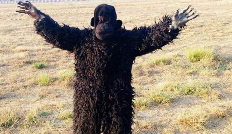 विमानतळावरचा कर्मचारी चक्क अस्वलाच्या वेशात माकडाच्या मागे का पळत होता?