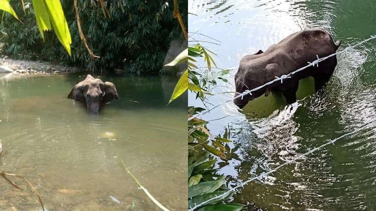 गर्भवती हत्तीणीसोबत असं करणाऱ्यांना उलटं टांगून मिरचीची धुरी द्यायला हवी !!