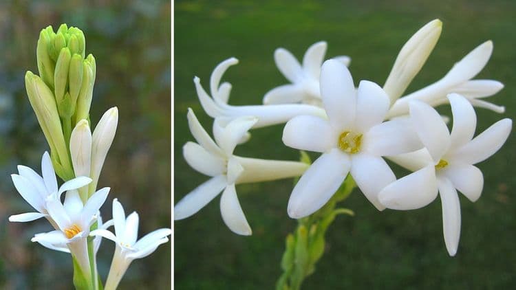 बोभाटाची बाग भाग-३ : निशिगंधाचा दरवळ हवाय? मग ते झाड लावण्यापूर्वी हे वाचाच !!