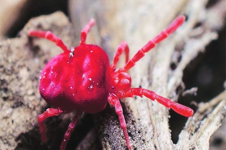 मृगाच्या लाल किड्यांबद्दल तुम्हांला काय माहिती आहे? आता ते दुर्मिळ का होत आहेत?