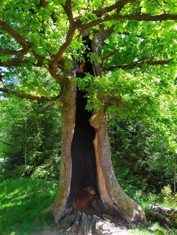 १२. विजेच्या तडाख्यानंतरही झाड बहरलेलं कसं?