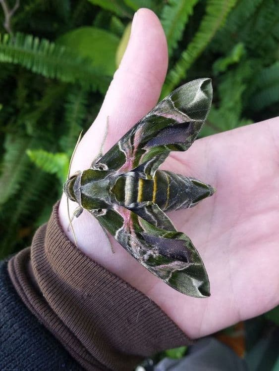 ५. ऑलेंडर हॉक-मॉथ