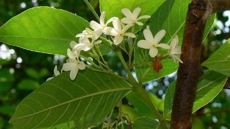 आज या लेखाच्या निमित्ताने आम्ही औषध घेण्याची पारंपारिक पध्दत सांगणार आहोत. 