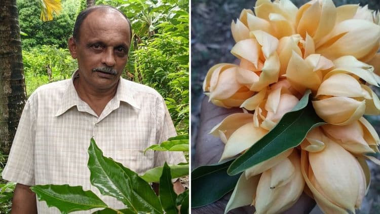  बारमाही फुलणाऱ्या सोनचाफ्याची कलमं बनवणाऱ्या वेलणकरांची प्रेरणादायी गोष्ट!!