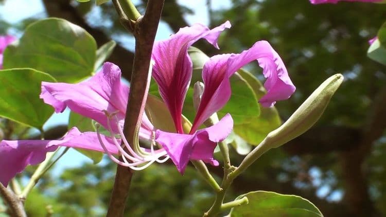 मध्यम आकाराचे वृक्ष: