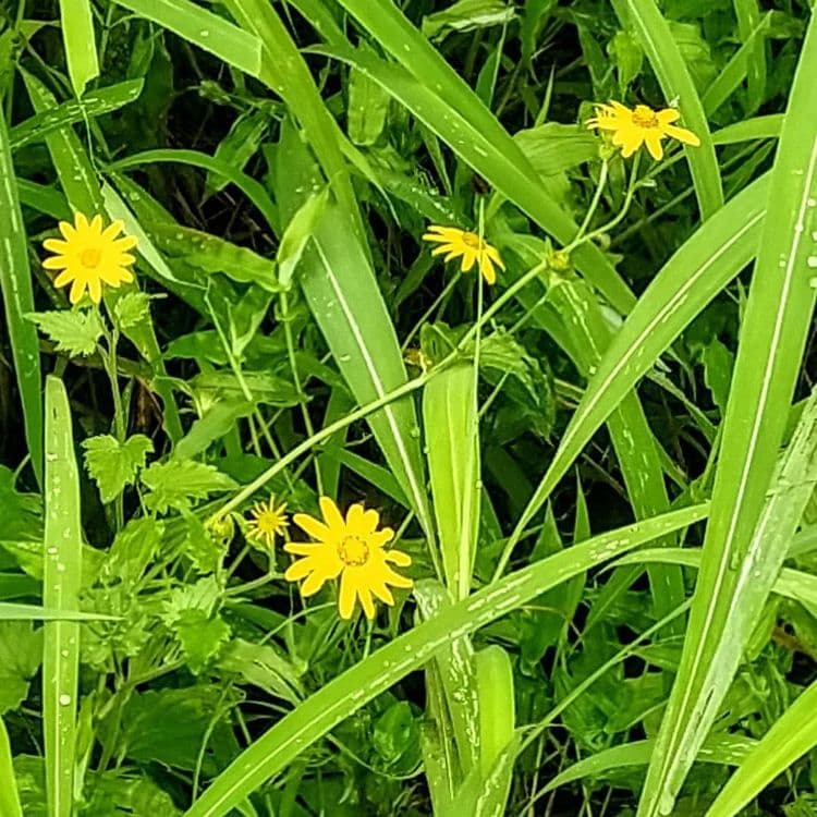 १. रंग रंगुल्या सान सानुल्या गवत फुला रे गवत फुला