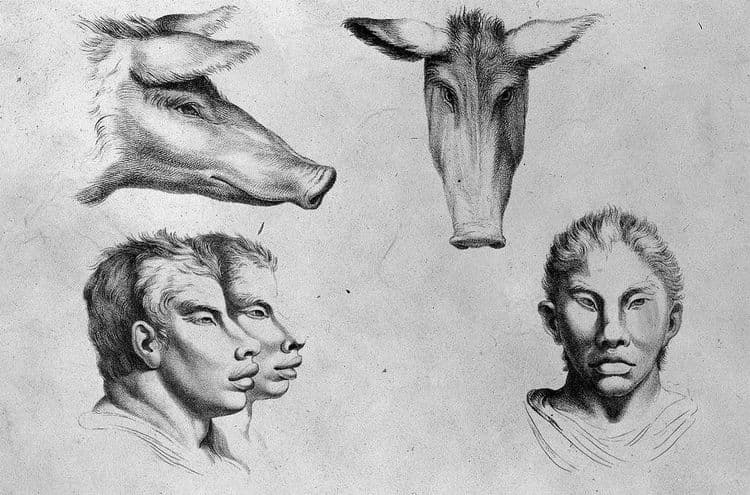 ३. डुक्कर 