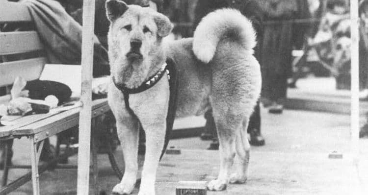 कुठून आला हाचिको??