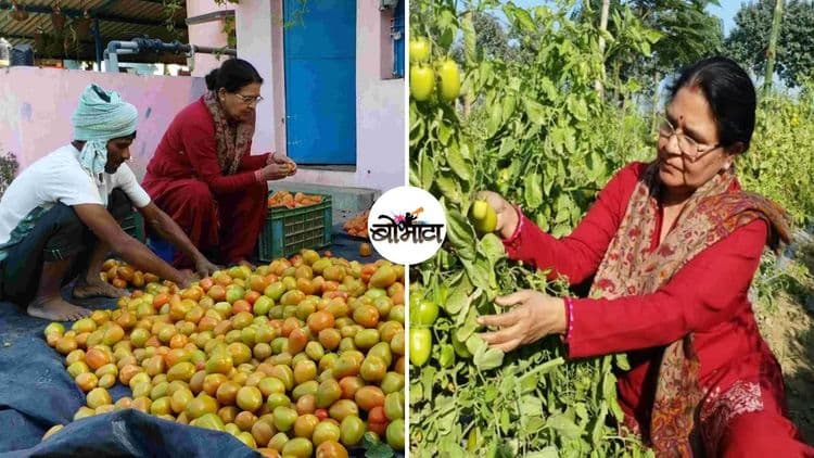 शेतीत केवळ ६० हजार गुंतवून २.५ लाखाचा नफा कसा मिळवला? उत्तर प्रदेशच्या महिला शेतकऱ्याची यशोगाथा !!