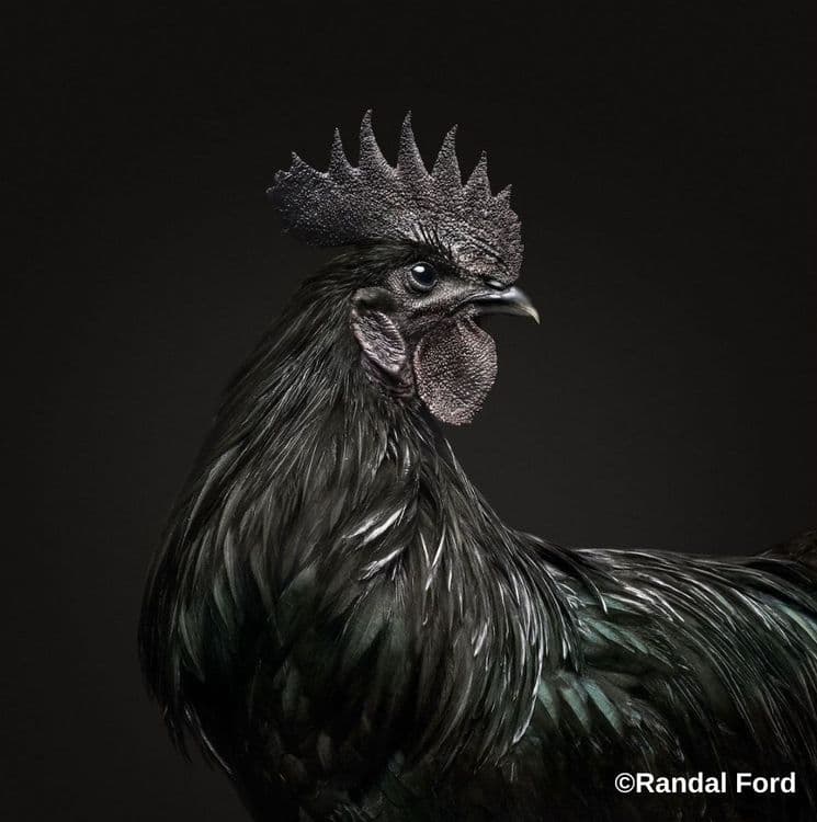 बाबा कडकनाथ की जय हो!