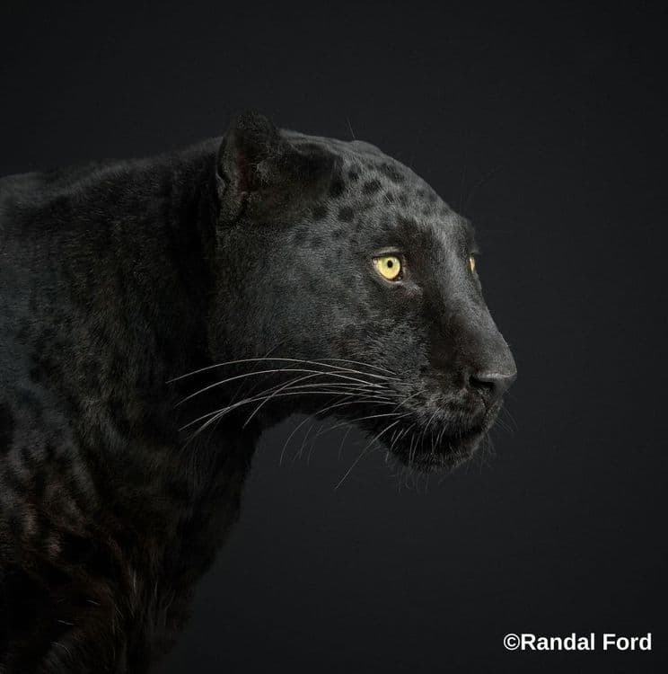 बघीरा, बस नाम काफी है!