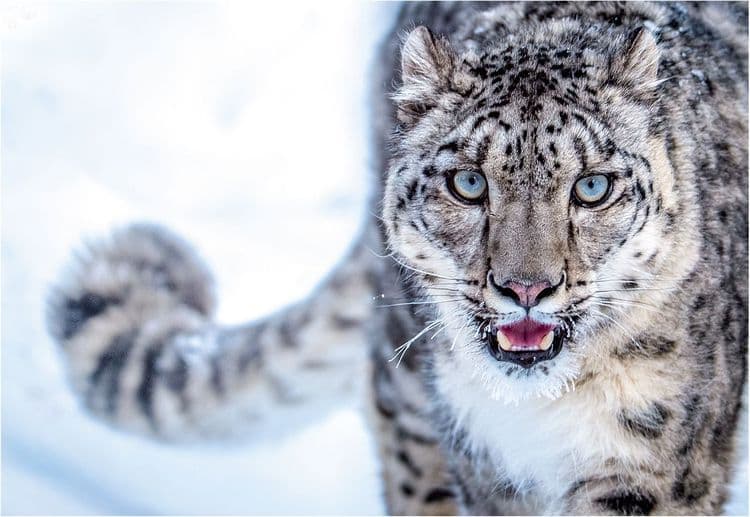 १) Snow leopard (हिमबिबट्या ) :-