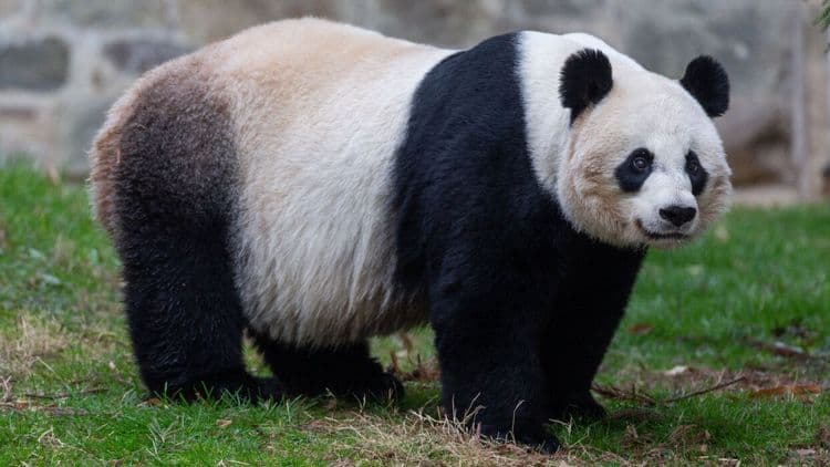 २) Giant Panda (जायंट पांडा) :-