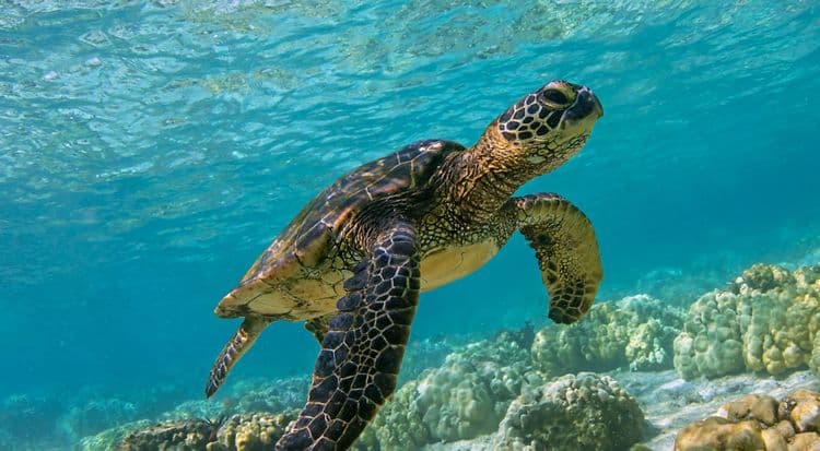 ३) Green Sea Turtle ( हिरवे समुद्री कासव ) :-