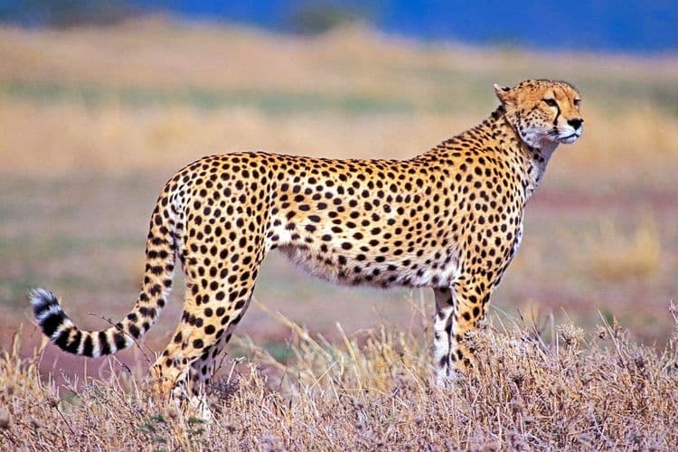 ४) Cheetah ( चित्ता ) :-