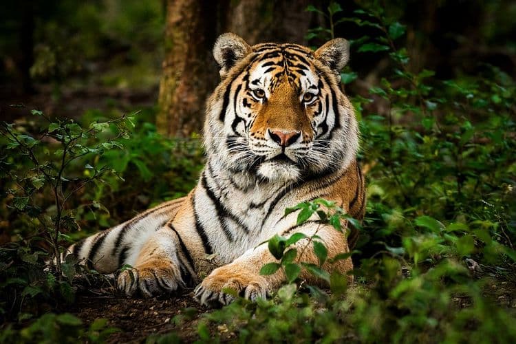५) Tiger (वाघ) :-