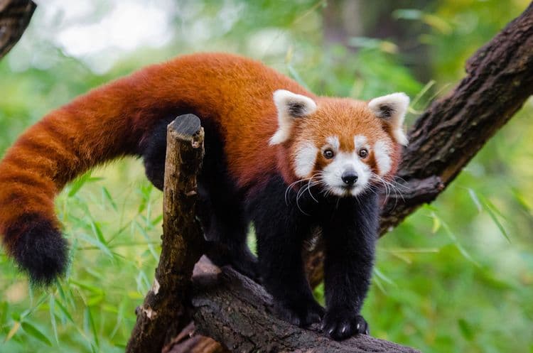७) Red Panda (रेड पांडा ) :-