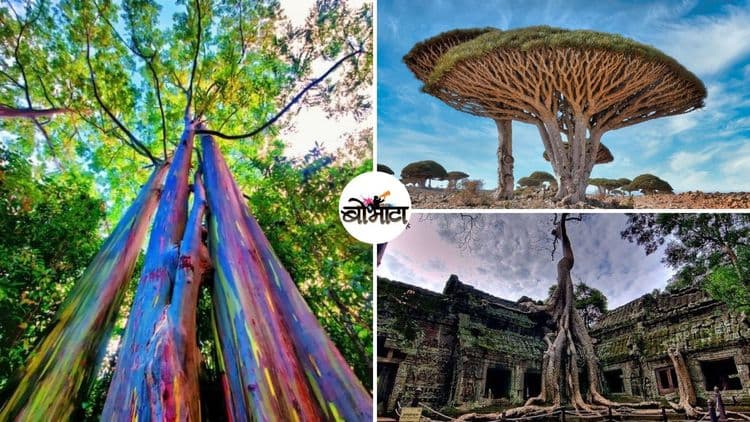 सतरंगी झाडं ते झाडामध्ये हॉटेल, तुरुंग...जगातली ८ विचित्र झाडे पाहायलाच हवीत !!