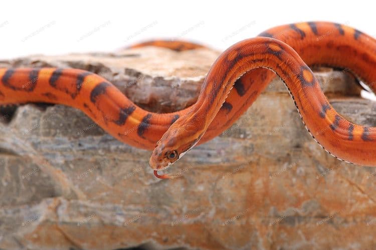 ९. खवले नसलेलला कॉर्न साप