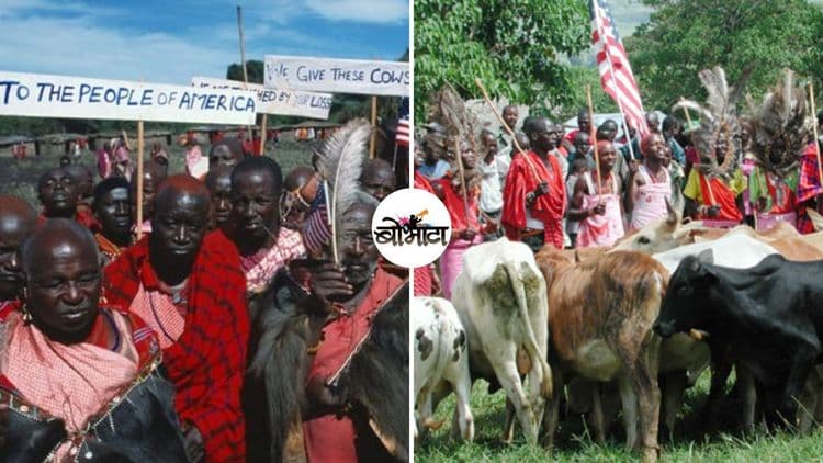 जेव्हा केनियासारखा गरीब देश अमेरिकेला १४ गायी देतो....केनियाच्या दानशूरपणाची गोष्ट !!