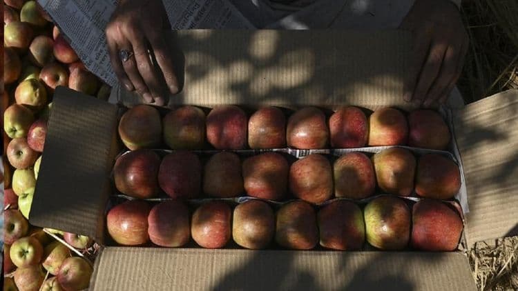द्राक्षांच्या राज्यात सफरचंद कुठून आले? नाशिकच्या शेतकऱ्याचा स्तुत्य उपक्रम पाहिलात का?