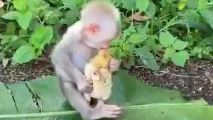 आजचा व्हिडीओ: प्राण्यांमधले प्रेम दाखवणारा व्हिडीओ नक्कीच तुमचे मन जिकेलं