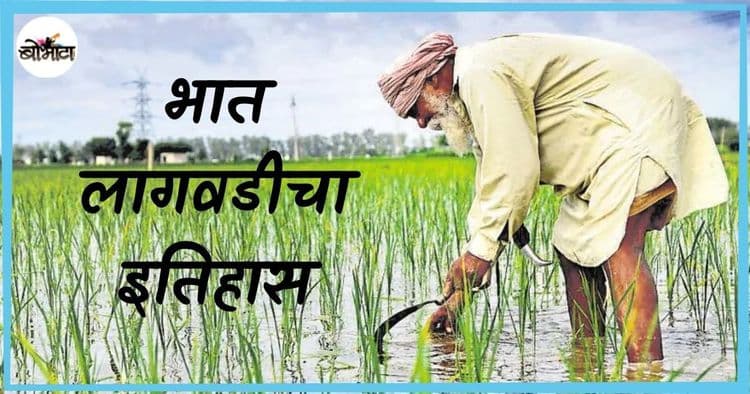 आशिया खंडात आवडीने खाल्ला जाणारा भात तब्बल ९००० वर्षे जुना आहे? वाचा भाताच्या लागवडीची कहाणी!!