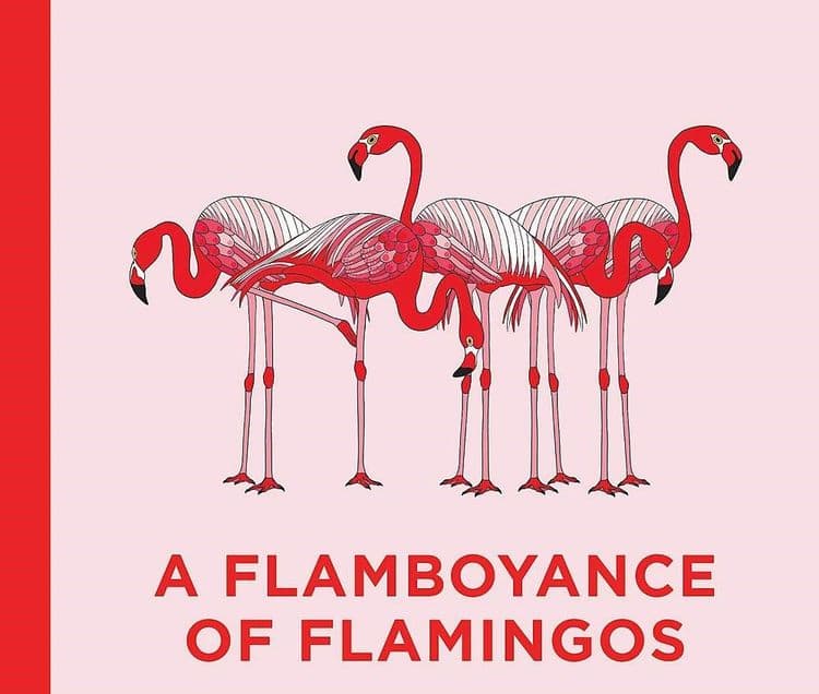 ४. फ्लेमिंगोच्या गटास फ्लॅम्बॉयन्स (flamboyance) म्हणतात