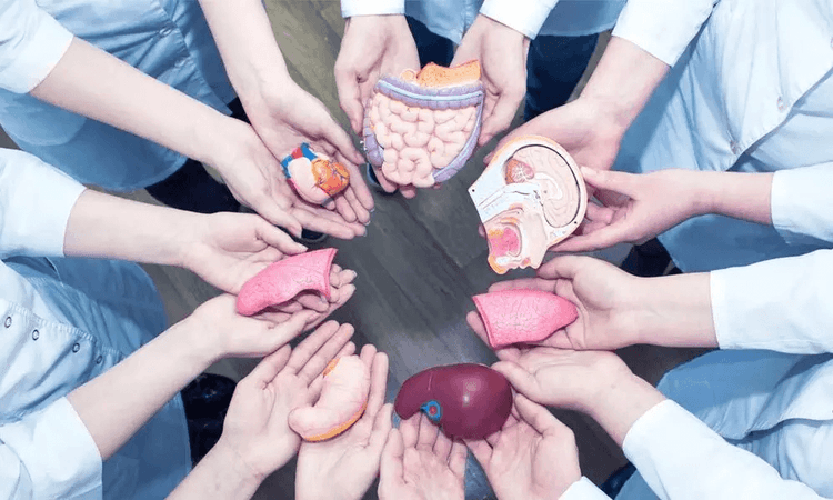 जिवंतपणी आणि मृत्यूनंतर काय दान करता येते? अवयवदान कसे चालते?