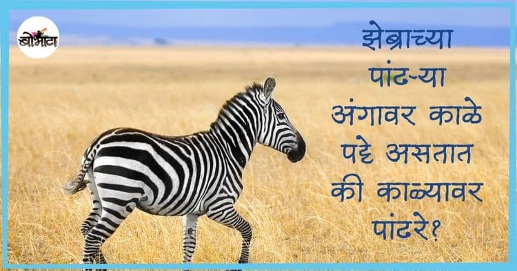 झेब्राच्या पांढऱ्या अंगावर काळे पट्टे असतात की काळ्यावर पांढरे? या पट्ट्यांमुळे त्यांना फायदा काय होतो?