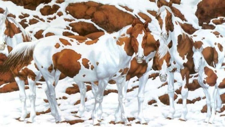 या फोटोत नक्की किती घोडे आहेत? भल्याभल्यांचं उत्तर चुकलंय, तुमचं बरोबर येतं का ते पाहू!!