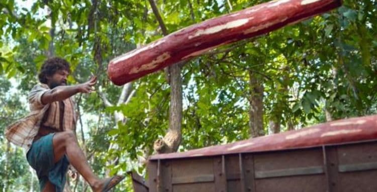 पुष्पा सिनेमात दाखवलेलं रक्तचंदन इतकं महाग आणि महत्त्वाचं का आहे? जाणून घ्या रक्तचंदनाबद्दलची ही सर्व माहिती!!